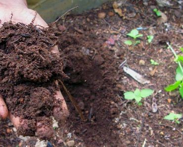 Make compost at home – An easy and complete guide